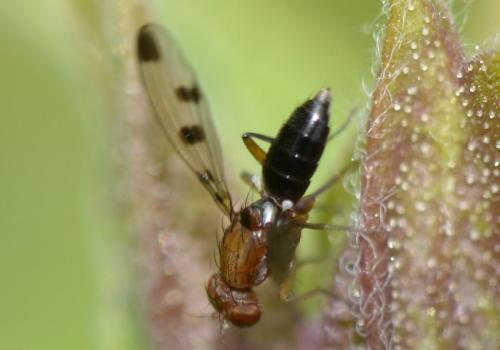 Geomyza tripunctata